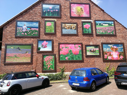 Mohn-Kino - Visual