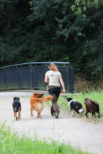 Hundetraining Paradogs photo
