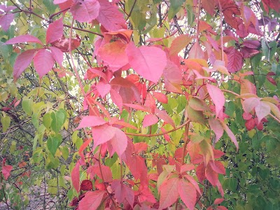 Photos of Meriv&auml;lja park