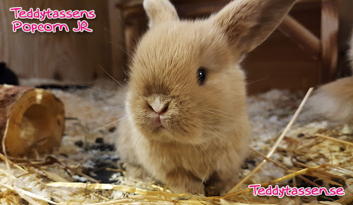 Teddytassens Rabbit & Farm Shop Gallery - Sweden