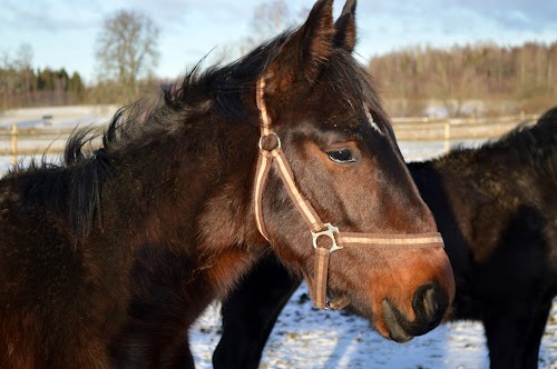Männikjärve matkarada