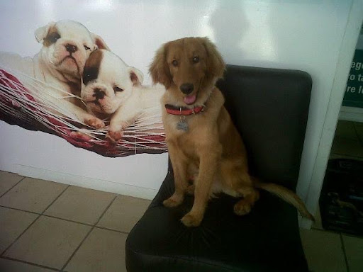 Pet Grooming Health Estética, Veterinaria y Guardería Canina - Thumbnail