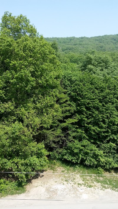 Photos of رستوران مسعود