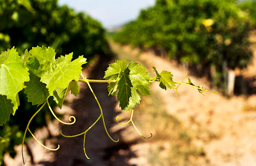 Bodegas Finca Albret