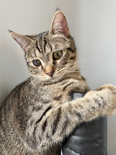 Clinica Veterinaria Vet 24 - Pronto Soccorso