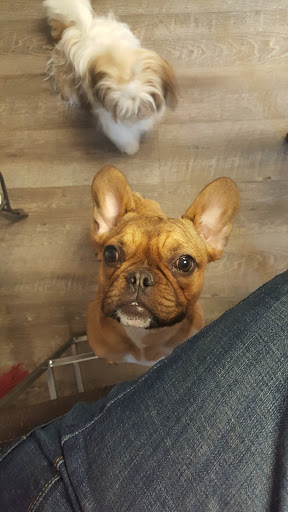 Paw Daddy's Pet Salon - Thumbnail
