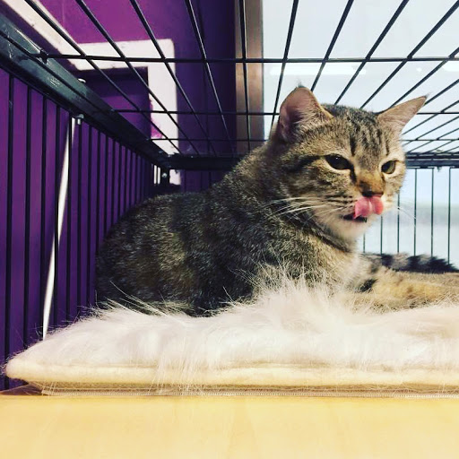 Cats Hometown - Pet Shop, Cat Food & Litter @ Sg Udang, Teluk Pulai, Klang