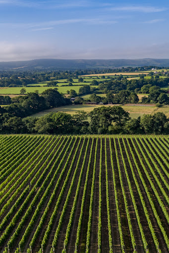 Ridgeview Wine Estate