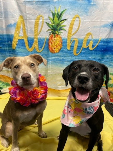 Dogtopia of Montgomery - Thumbnail