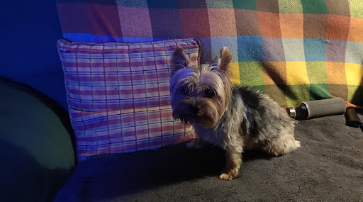 Hotel para perros Hotel canino arcoiris