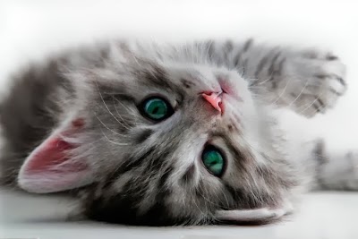 veterinary-care