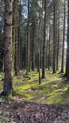 Iniscarn Forest - Thumbnail