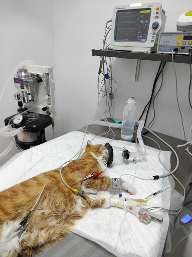 Vera Veterinaris Alella