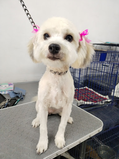 Moncan estetica canina - Thumbnail