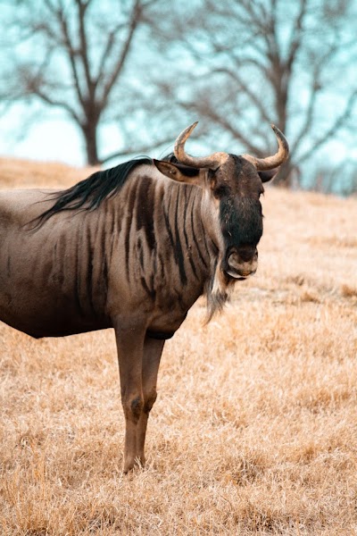 Southland Safari Guided Tours