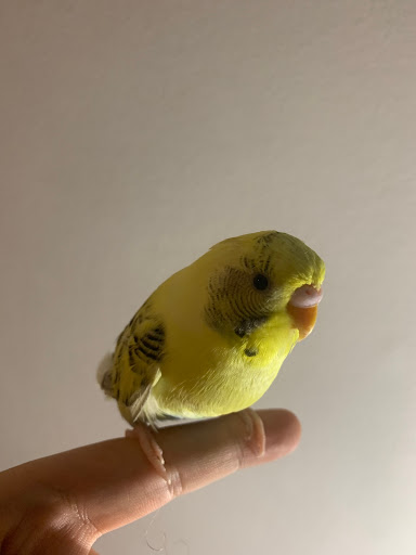 Birdsify - Visual