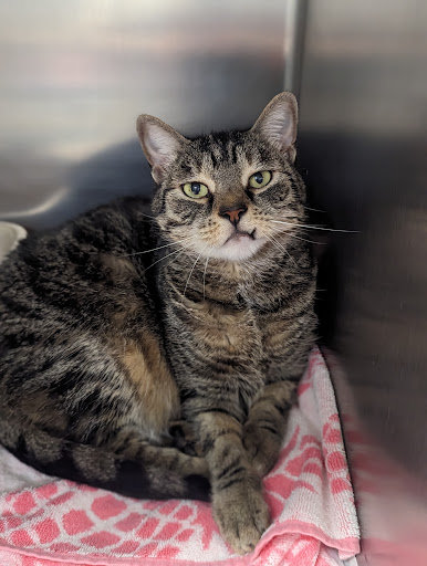 Cape May County Animal Shelter - Thumbnail