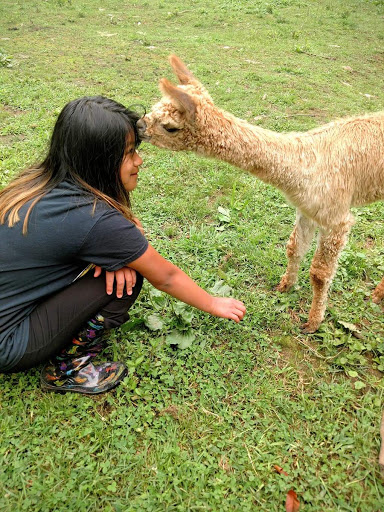 Sugg Plantation And Alpaca Farm - Thumbnail