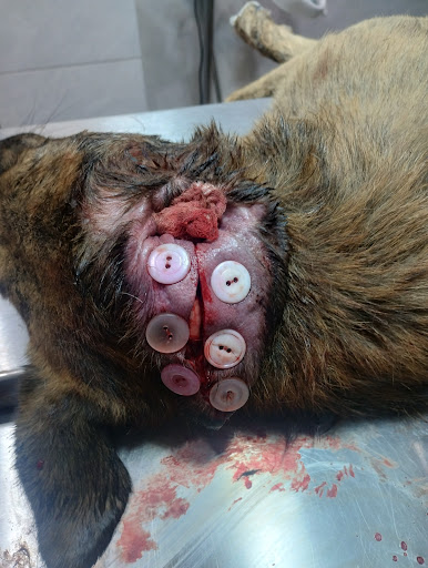 Hospital veterinario miston Itzcuintle
