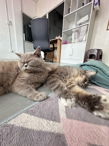 AMRIEY CATS HOUSE