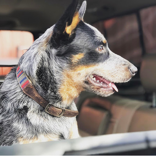 Three Oaks Veterinary Wellness Center - Thumbnail