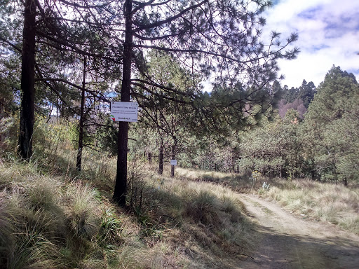 Bosque Cercano Al Nevado De Toluca