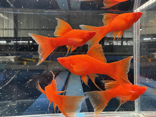 Guppy