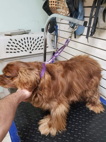 Palm Coast Pet Grooming