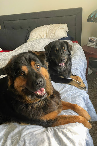 Zen Grooming (Previously The Red Dog Salon) - Thumbnail