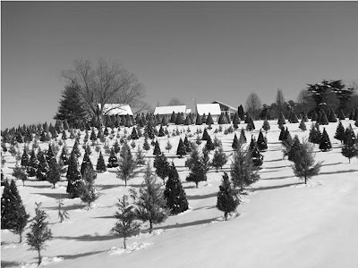 Photos of Merry Christmas Tree Farm