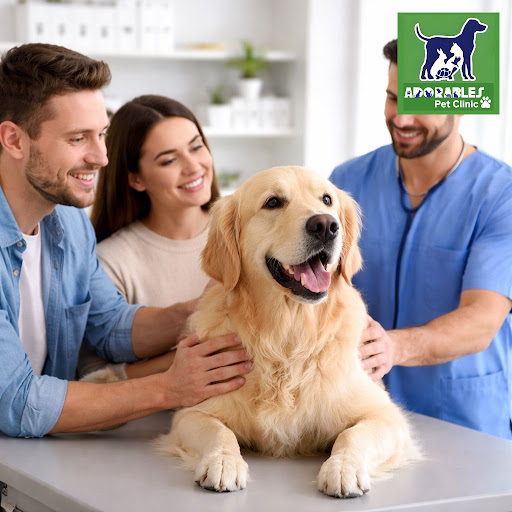 Bringing your pet for the first time to a hospital can feel stressful, but at Adorables Pet Clini… post image