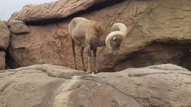 Arizona-Sonora Desert Museum by null
