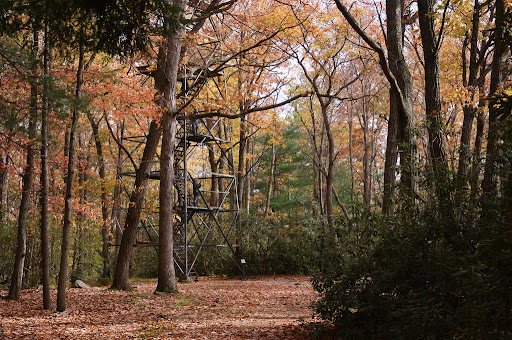 Cook Forest Tower - Thumbnail