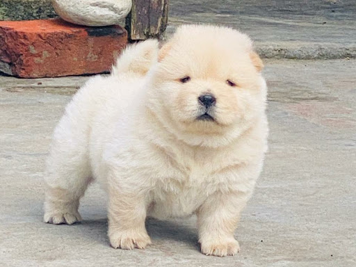 🐕 Chow chow female puppy available in indore mp. post image
