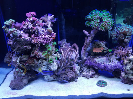 Exotic Reef Designs - Thumbnail