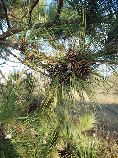Rock River Prairie State Natural Area Gallery - United States