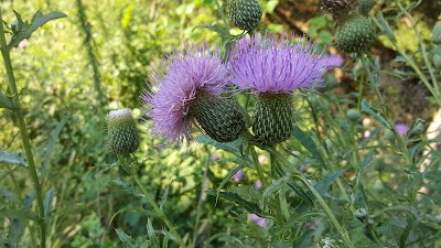 Photos of Osage Nature Trail