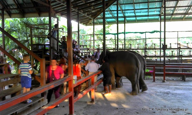 Elephant Haven Thailand