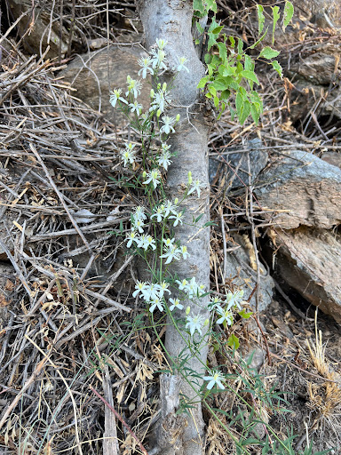 Sendero GR-7 - Thumbnail