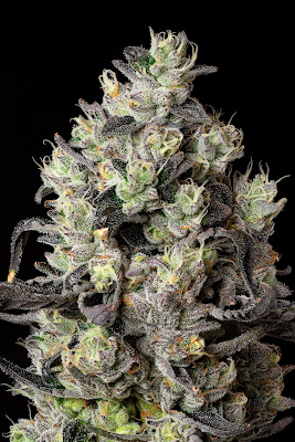 Photo of Halo Cannabis