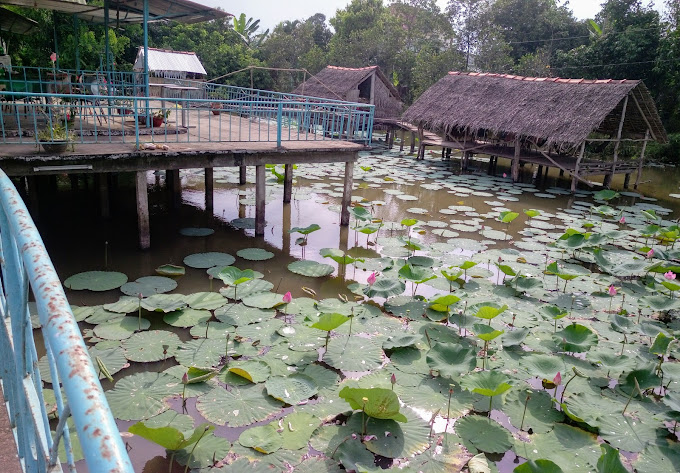 Cafe Ao Sen, QL54, Tân Thành, Lai Vung, Đồng Tháp