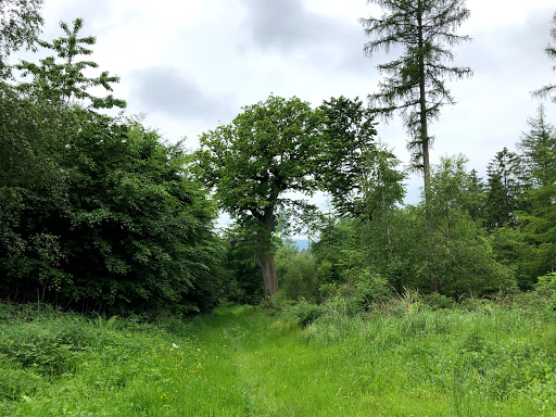 Naturdenkmal Traubeneiche - Thumbnail