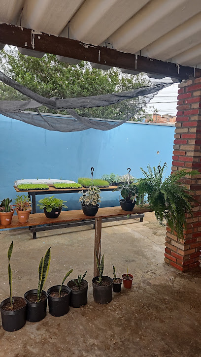 Em Florescência