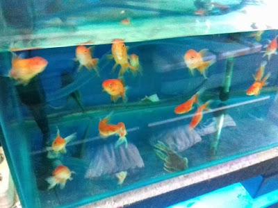 Photos of A@ron Aquarium & Aquascape