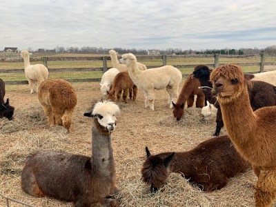 Painted Sky Alpaca Farm & Fiber Mill