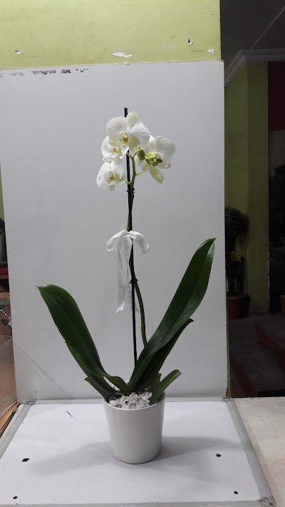 Photos of Adana Elif Floriculture