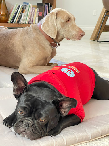CALIDOG online-shop - Thumbnail