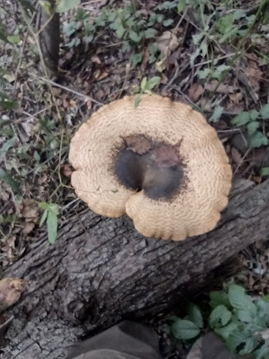 Montgomery County Home Cemetery - Thumbnail
