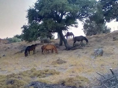 Photos of G&ouml;k&ccedil;eada Soykan &Ccedil;iftliği
