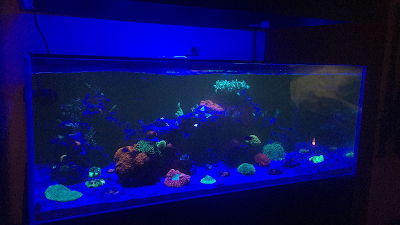 Neon Reef Aquatics LLC